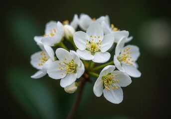 Fototapeta premium Close up of white flowers with yellow centers blooming on a stem