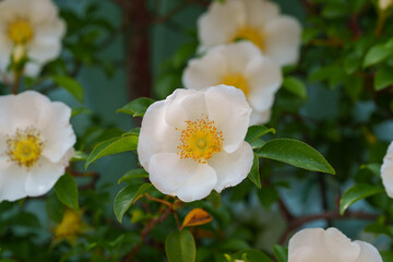 Close-up photo of white Rosa laevigata fruit (Rosa laevigata) flowers in full bloom in early summer