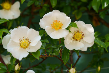 Close-up photo of white Rosa laevigata fruit (Rosa laevigata) flowers in full bloom in early summer