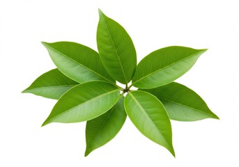 Group of yellow daffodils with green stems and buds against white background