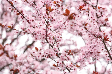 Beautiful blossoming tree branches outdoors