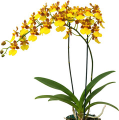 Obraz premium Vibrant Yellow Oncidium Orchid Flower Plant in Pot Blooming Orchids Exotic Floral