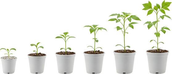 Fototapeta premium Stages of Plant Growth Seedling Development in Pots from Sprout to Mature Plant