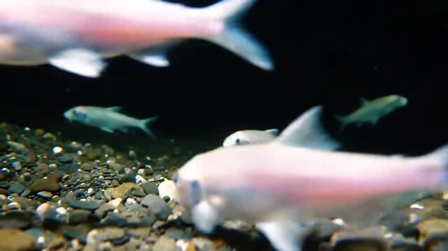 Mysteries Of Blind Cave Fish Exploring The Dark Underwater Realm