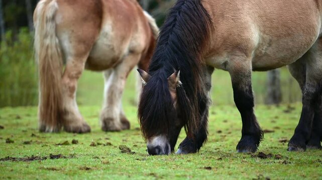 Herd of draft horses grazing