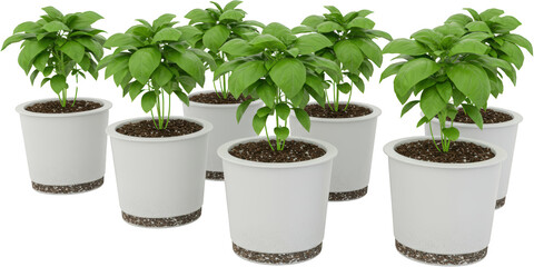Fototapeta premium Fresh Basil Plants in White Pots Culinary Herbs Homegrown Produce Garden Greenery