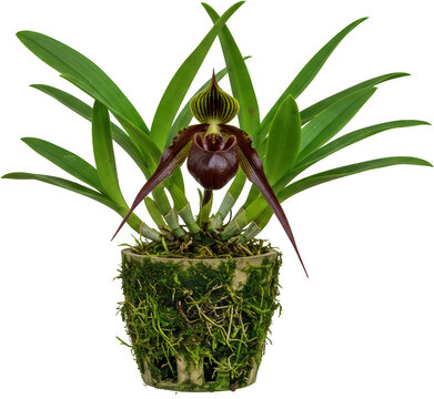 Stunning Dark Red Phragmipedium Orchid in Pot Lush Green Foliage Exotic Flower