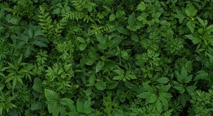 Lush greenery displaying natural abundance and freshness with leafy texture