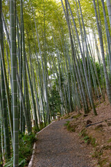 日本、京都、高台寺、竹、寺院、佛寺、佛教、木造建築、古代建築、庭園、文化財、日本文化、歷史名勝、綠色、風景、青空、写真素材