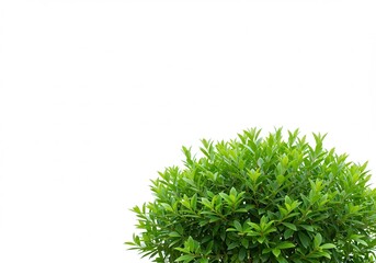 Simple white ceramic piggy bank on a white background represents financial savings