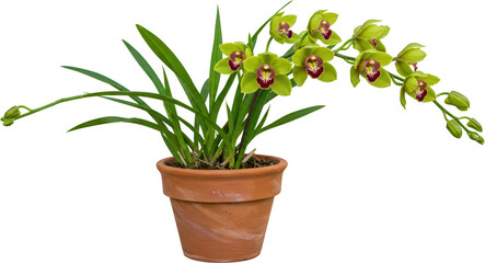 Obraz premium Vibrant Green Cymbidium Orchid Plant in Terracotta Pot Blooming Flowers