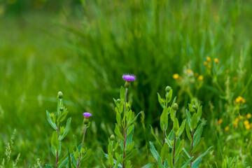 thistle on green color bokeh background