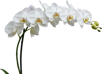 Obraz premium Elegant white phalaenopsis orchids blooming isolated transparent background floral design