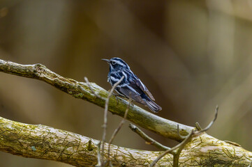 Black and White Warbler Close Up at Fort Mountain State Park, near Chatsworth, Georgia.