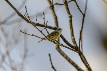 Blue Headed Vireo at Fort Mountain State Park, near Chatsworth, Georgia.