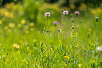 thistle on green color bokeh background	