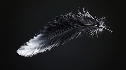 Elegant dark feather