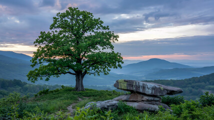 A serene landscape photograph of a single mature oak tree standing on a grassy hilltop, silhouetted against a misty mountain range.