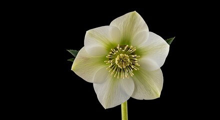 Obraz premium Luminous Hellebore: A Botanical Study
