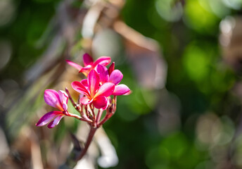 Macro Closeup of Pink and Magenta Flowers with a Blurred Green Background.