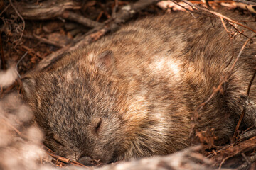 Animals of Australia