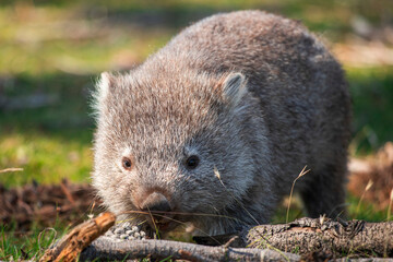 Animals of Australia