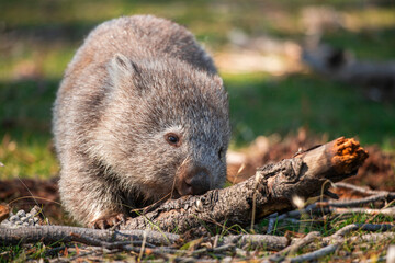 Animals of Australia