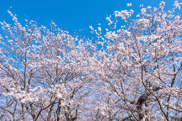 桜　青空