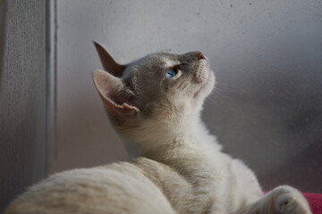 With its striking blue eyes, sleek cream coat, and playful elegance, this Siamese cat steals hearts effortlessly