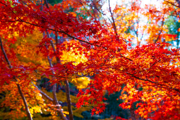 日本、京都、圓光寺、紅葉、黄葉、寺院、佛寺、佛教、木造建築、古代建築、庭園、文化財、日本文化、歷史名勝、綠色、風景、青空、秋、写真素材