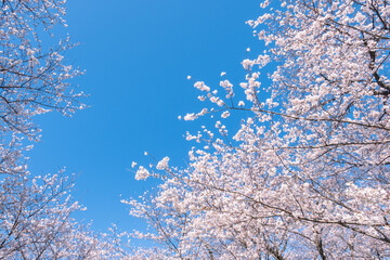 桜　青空
