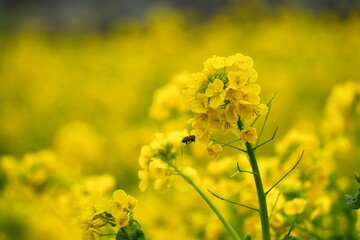 鮮やかな黄色の菜の花