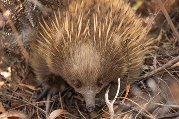 Animals of Australia
