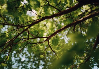 Sunlight filtering through lush green tree branches.