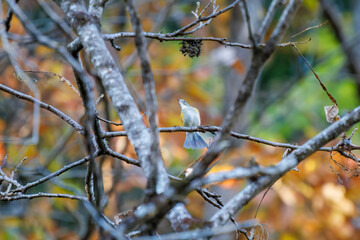 幸せの青い鳥、可愛いルリビタキ（ヒタキ科）
英名学名：Red-flanked Bluetail (Tarsiger cyanurus)
紅葉が美しい。
神奈川県清川村、早戸川林道-2024年
