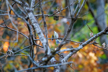 幸せの青い鳥、可愛いルリビタキ（ヒタキ科）
英名学名：Red-flanked Bluetail (Tarsiger cyanurus)
紅葉が美しい。
神奈川県清川村、早戸川林道-2024年
