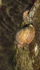 Rapana venosa, common name the veined rapa whelk, a marine gastropod mollusc or whelk, in the family Muricidae, the rock shells.