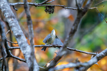 幸せの青い鳥、可愛いルリビタキ（ヒタキ科）
英名学名：Red-flanked Bluetail (Tarsiger cyanurus)
紅葉が美しい。
神奈川県清川村、早戸川林道-2024年
