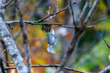 幸せの青い鳥、可愛いルリビタキ（ヒタキ科）
英名学名：Red-flanked Bluetail (Tarsiger cyanurus)
紅葉が美しい。
神奈川県清川村、早戸川林道-2024年
