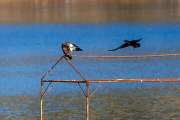 休憩する美しいミサゴ（タカ科）
英名学名：osprey (Pandion...
