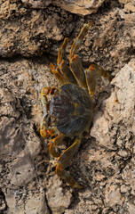 Grapsus albolineatus is a species of decapod crustacean in the family Grapsidae. Crab, on a reef rock. Fauna of the Sinai Peninsula.