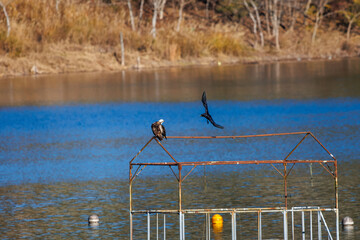 休憩する美しいミサゴ（タカ科）
英名学名：osprey (Pandion...