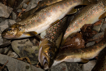 The Black Sea salmon. Salmo trutta labrax. Fishing in the mountain streams of Bulgaria. A bunch of fish on the ground.