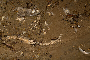 Environmental disaster. Dead fish. The shoreline of the lake. Death of animals.