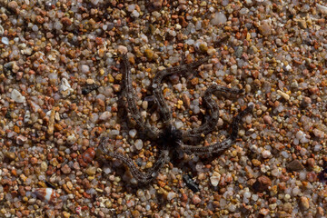 Ophiocoma scolopendrina in its natural habitat. African fauna of the Red Sea.