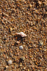 The coastline of the Red Sea. Sand, pebbles, corals, fossils. Background with a marine theme.