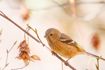 食事中の可愛いベニマシコ（アトリ科）
英名学名：Long-tailed Rosefinch (Uragus...