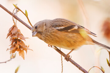 食事中の可愛いベニマシコ（アトリ科）
英名学名：Long-tailed Rosefinch (Uragus...