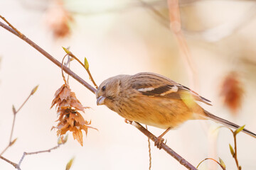 食事中の可愛いベニマシコ（アトリ科）
英名学名：Long-tailed Rosefinch (Uragus...