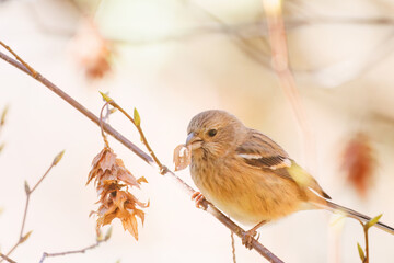 食事中の可愛いベニマシコ（アトリ科）
英名学名：Long-tailed Rosefinch (Uragus...